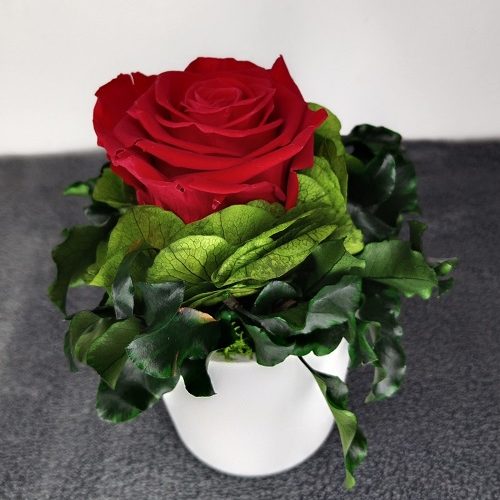 pot rose rouge